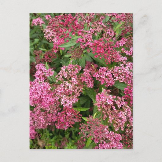 Carte postale florale rose de la nature (Devant)