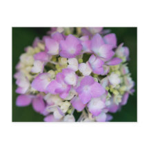 Carte postale Florale Rose Hydrangea Fleurs