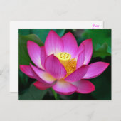 Carte postale florale rose violet lotus (Devant / Derrière)