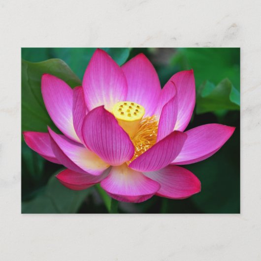 Carte postale florale rose violet lotus (Devant)