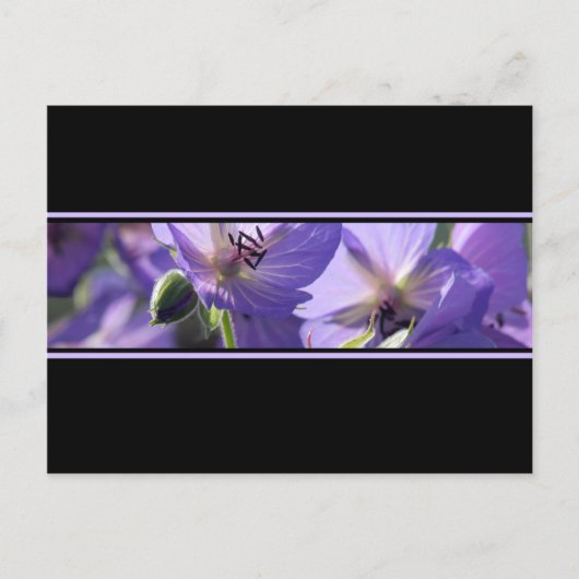 Carte postale Florale violet noir et blanc (Devant)