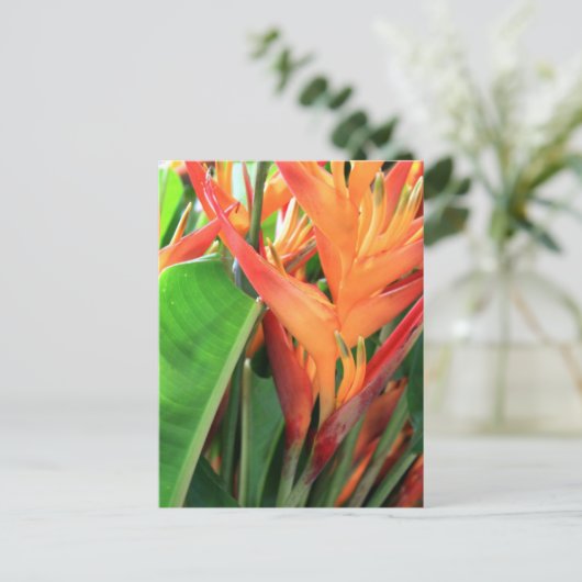 Carte Postale Florales d'Heliconia Tropical (Debout devant)