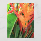 Carte Postale Florales d'Heliconia Tropical (Devant)