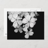 Carte Postale Floraux noir et blanc (Devant / Derrière)