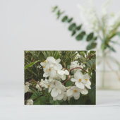Carte Postale Flore de Bégonia blanche tropicale (Debout devant)
