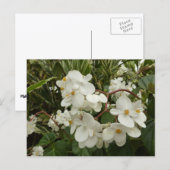 Carte Postale Flore de Bégonia blanche tropicale (Devant / Derrière)