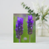 Carte Postale flore de lavande (Debout devant)