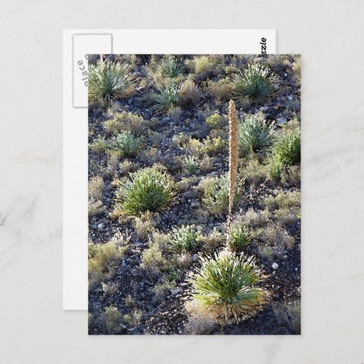 Carte postale Flore du désert #2 (Devant / Derrière)