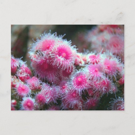 Carte Postale Flore océanique (Devant)