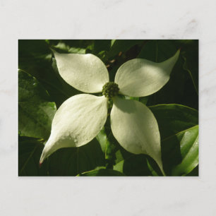 Carte Postale Flore printanière du Dogwood illuminé