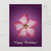 Carte Postale Flore rose Adenium Violet rayé (Devant)