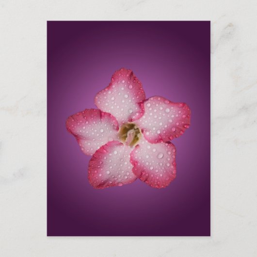Carte Postale Flore rose Adenium Violet rayé (Devant)