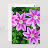 Carte Postale Flore rose sauvage Oregano verdure botanique (Devant / Derrière)