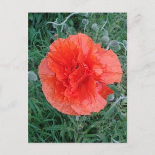 Carte Postale Flore rouge à deux pavots (Devant)