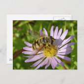 Carte Postale Florea de Hoverfly - de Myathropa (Devant / Derrière)