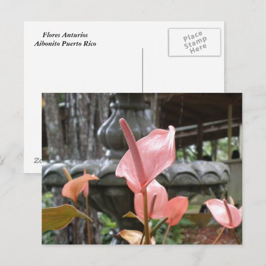 Carte Postale Flores Anturio (Devant / Derrière)