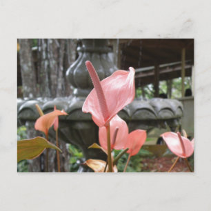 Carte Postale Flores Anturio