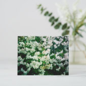 Carte Postale Flores blanches (Debout devant)