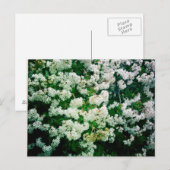 Carte Postale Flores blanches (Devant / Derrière)