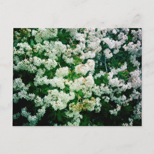 Carte Postale Flores blanches (Devant)
