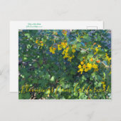 Carte Postale Flores de Californie : Currant d'or (Devant / Derrière)