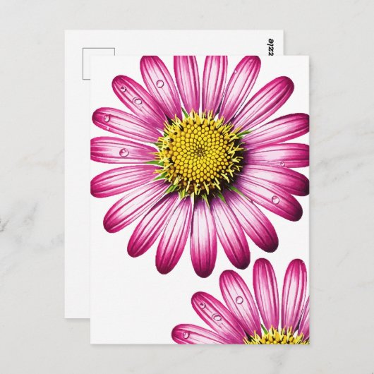 Carte Postale flores gérbera (Devant / Derrière)