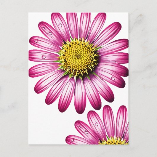 Carte Postale flores gérbera (Devant)