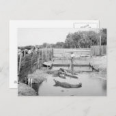 Carte Postale Florida Alligator Show, 1904 (Devant / Derrière)