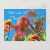 Carte postale Florida Butterly (Devant)