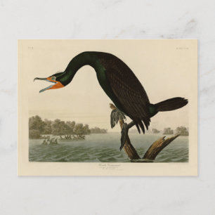 Carte Postale Florida Cormorant de Audubon's Birds of America