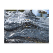 Carte postale Florida Gator