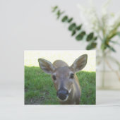 Carte Postale Florida Key Deer (Debout devant)