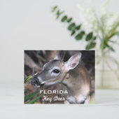 Carte Postale Florida Key Deer, Version A (Debout devant)