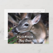 Carte Postale Florida Key Deer, Version A (Devant / Derrière)