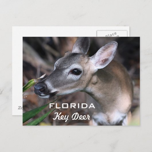 Carte Postale Florida Key Deer, Version A (Devant / Derrière)