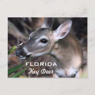 Carte Postale Florida Key Deer, Version A