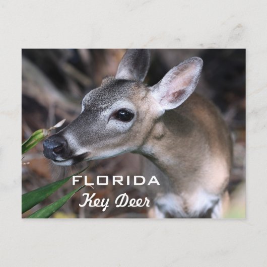 Carte Postale Florida Key Deer, Version A (Devant)