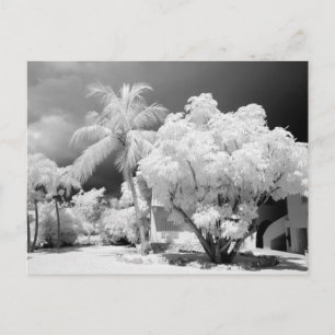 Carte Postale Florida Keys house and its palm trees, USA. 2