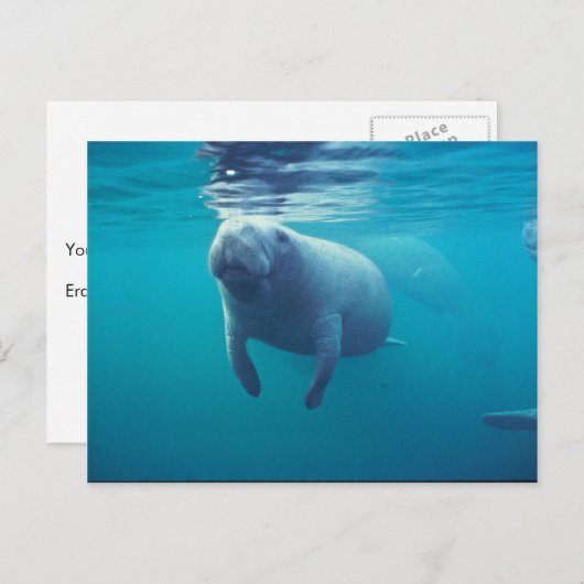 Carte Postale Florida Manatee (Devant / Derrière)