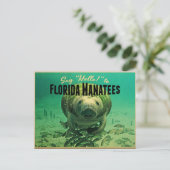 Carte Postale Florida Manatees (Debout devant)