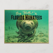 Carte Postale Florida Manatees (Devant)