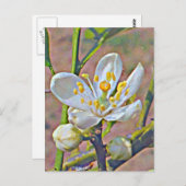 Carte Postale Florida Orange Blossom (Devant / Derrière)