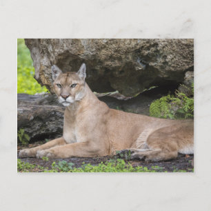 Carte postale Florida Panther