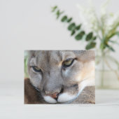 Carte postale Florida Panther (4071) (Debout devant)