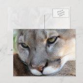 Carte postale Florida Panther (4071) (Devant / Derrière)