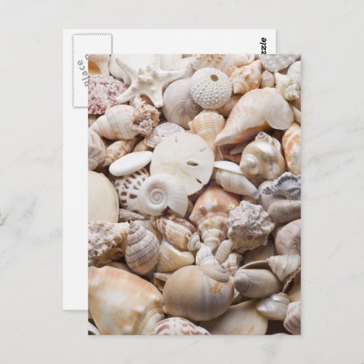 Carte Postale Florida Sea Shell Arrière - plan - Beach Shells Cu (Devant / Derrière)