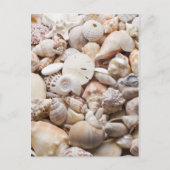 Carte Postale Florida Sea Shell Arrière - plan - Beach Shells Cu (Devant)