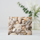 Carte Postale Florida Sea Shell Arrière - plan - Beach Shells Cu (Debout devant)