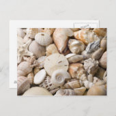 Carte Postale Florida Sea Shell Arrière - plan - Beach Shells Cu (Devant / Derrière)