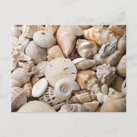 Carte Postale Florida Sea Shell Arrière - plan - Beach Shells Cu (Devant)